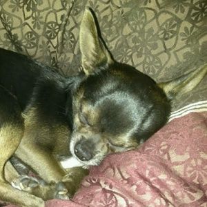 Meet your Posher, Athena